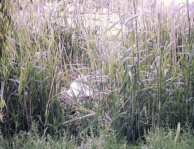 swan-nesting-picture-ebook
