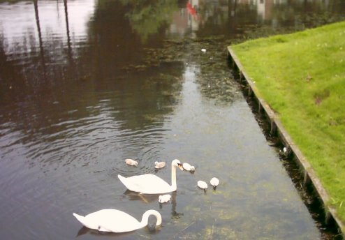 swans-kids-picture-ebook