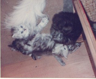 playing kittens picture -inspirational stories, free ebooks & fairy tales for children on cats, with cat photos & kitten 
pictures & on elfin, with pictures of faeries and coloring book pages, pictures of kittens,
kitten photos,dog cat pictures,kitten pics 