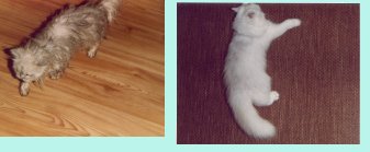 What happened to Dusty's pictures?