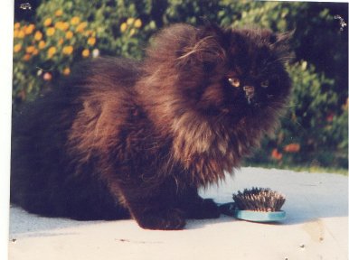 Big Mao - inspirational stories, free ebooks & fairy tales for children on cats, with cat photos & kitten 
pictures & on elfin, with pictures of faeries and coloring book pages, pictures of kittens,
kitten photos,dog cat pictures,kitten pics