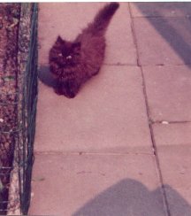 little Mao - inspirational stories, free ebooks & fairy tales for children on cats, with cat photos & kitten 
pictures & on elfin, with pictures of faeries and coloring book pages, pictures of kittens,
kitten photos,dog cat pictures,kitten pics