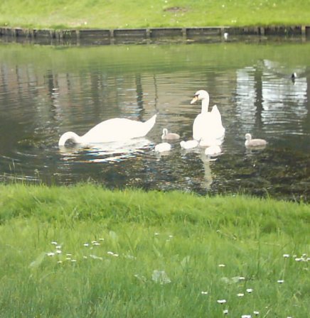 swans-kids-picture-ebook