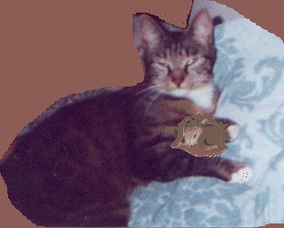 cover inspirational stories, free ebooks & fairy tales for children on cats, with cat photos & kitten 
pictures & on elfin, with pictures of faeries and coloring book pages, pictures of kittens,
kitten photos,dog cat pictures,kitten pics